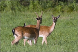 <p>DANĚK SKVRNITÝ (Dama dama) Šluknovsko -okolí Šluknova /Fallow deer - Damhirsch/</p>